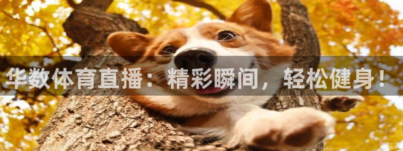 http://88看球.com/
